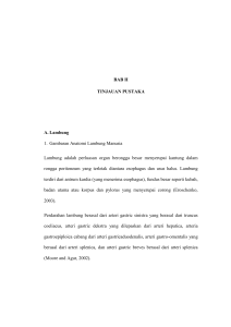 BAB II TINJAUAN PUSTAKA A. Lambung 1. Gambaran Anatomi