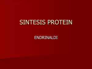 biosintesis protein