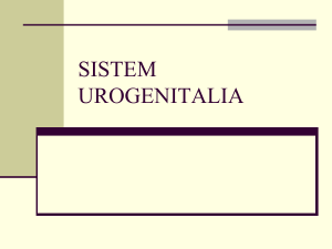 sistem urogenitalia