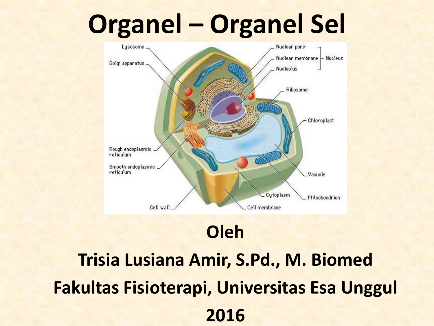 Struktur Dan Fungsi Organel Sel