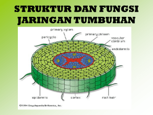 struktur dan fungsi jaringan tumbuhan