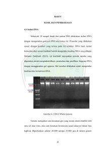 BAB IV HASIL DAN PEMBAHASAN 4.1 Isolasi DNA Sebanyak 10