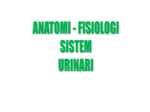 anatomi - fisiologi perkemihan