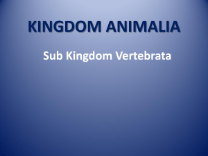 kingdom animalia - SMAN 2 Balikpapan