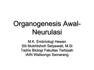 Organogenesis Awal