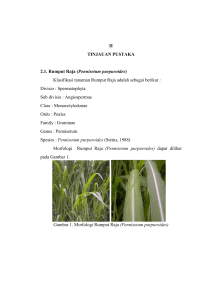 (Pennisetum purpuroides) Klasifikasi tanaman Rumput Raja adalah