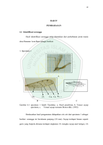 BAB IV PEMBAHASAN 4.1 Identifikasi serangga Hasil identifikasi