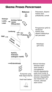 metabolisme karbohidrat