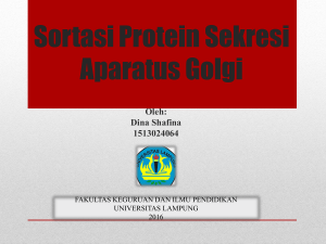 Sortasi Protein Sekresi Aparatus Golgi