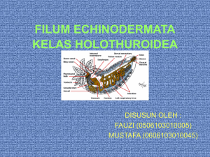 FILUM ECHINODERMATA KELAS HOLOTHUROIDEA