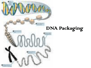 DNA Packaging - WordPress.com