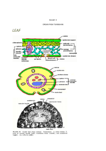 Kuliah 1 ORGAN TUMBUHAN