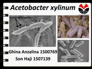 Bakteri Acetobacter xylinum