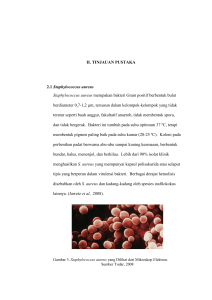 II. TINJAUAN PUSTAKA 2.1 Staphylococcus aureus Staphylococcus