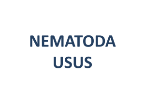 nematoda usus - WordPress.com
