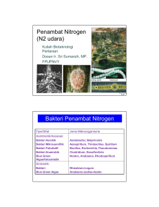 Penambat Nitrogen (N2 udara) Bakteri Penambat Nitrogen
