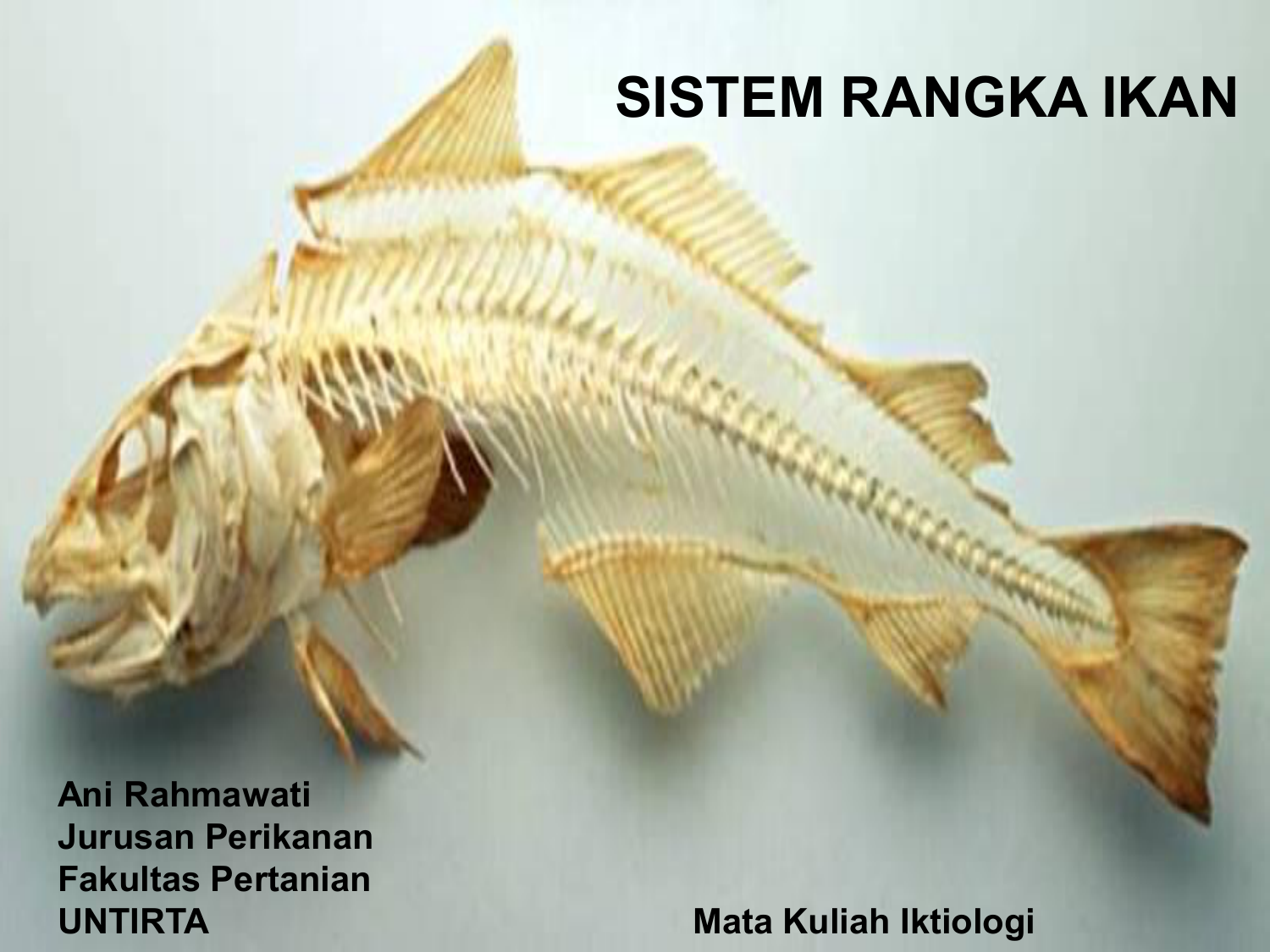 Gambar Rangka Ikan Hiu