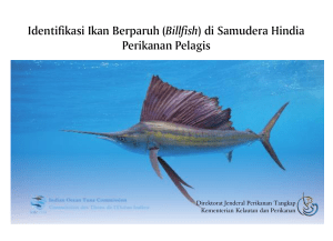 Identifikasi Ikan Berparuh (Billfish) di Samudera Hindia