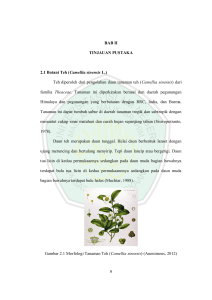 BAB II TINJAUAN PUSTAKA 2.1 Botani Teh (Camellia sinensis L
