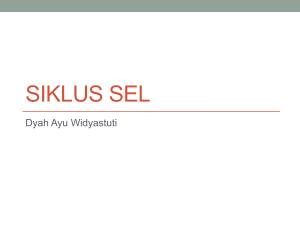 siklus sel - WordPress.com