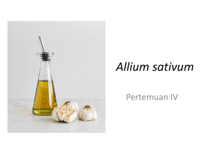 Allium sativum