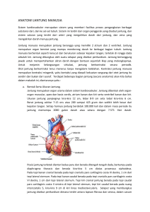 anatomi jantung manusia