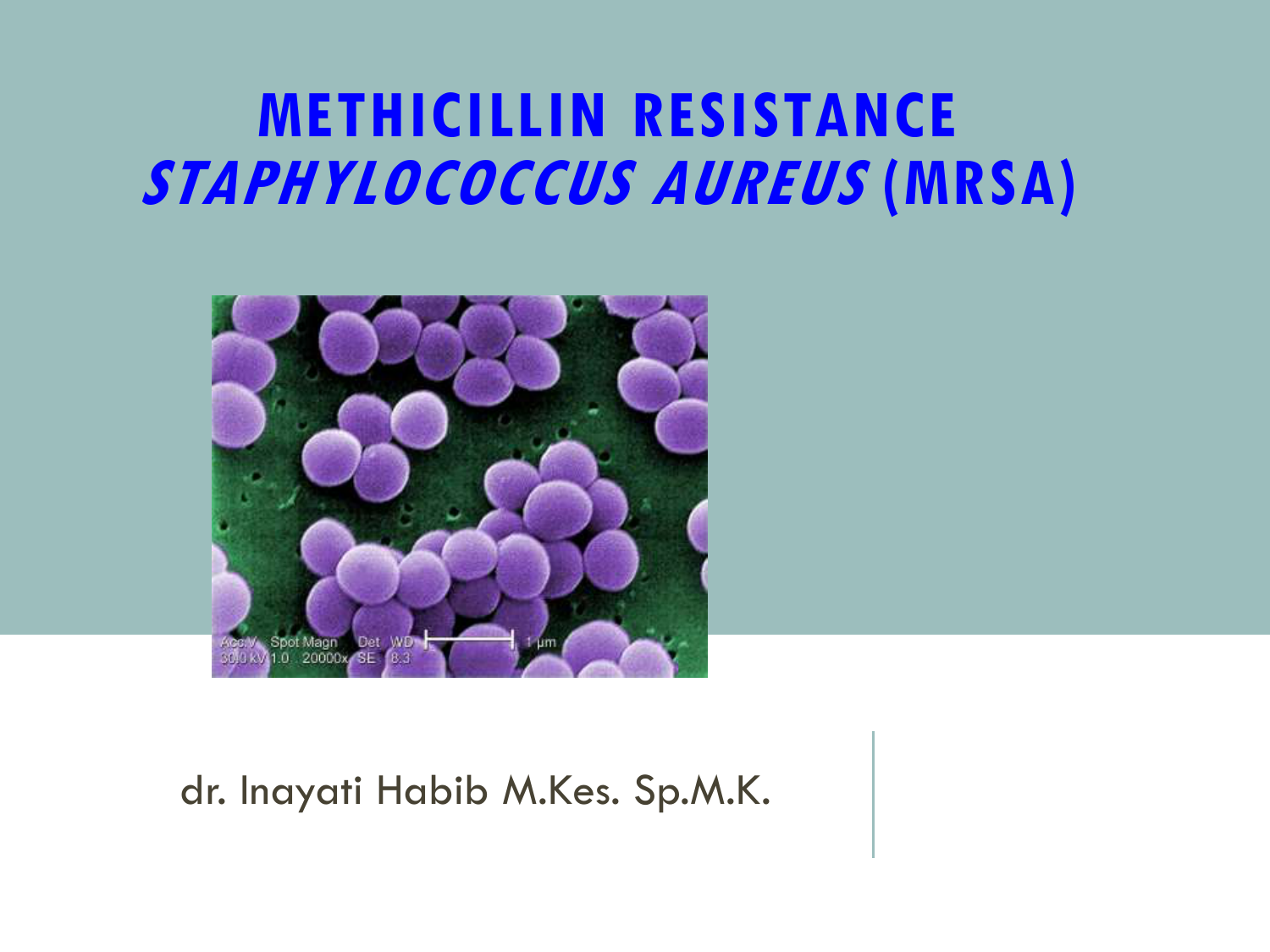Staphylococcus aureus 5