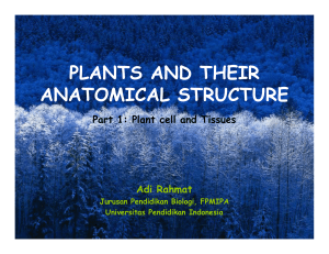 plants and their anatomical structure