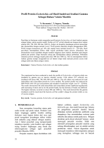 Profil Protein Escherichia coli Hasil Inaktivasi Iradiasi Gamma