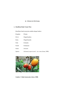 II. TINJAUAN PUSTAKA A. Klasifikasi Buah Tomat Plum Klasifikasi