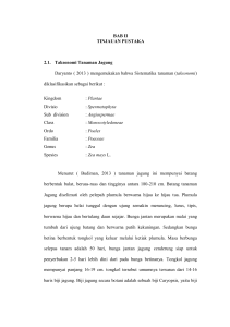 BAB II TINJAUAN PUSTAKA 2.1. Taksonomi Tanaman Jagung