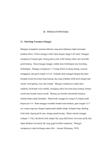 II. TINJAUAN PUSTAKA 2.1 Morfologi Tanaman Manggis Manggis