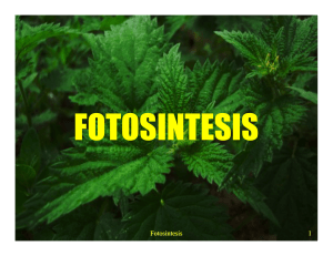 Fotosintesis 1