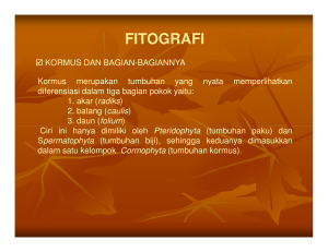 fitografi