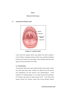 BAB 2 TINJAUAN PUSTAKA 2.1 Anatomi Dan Fisiologi Tonsil