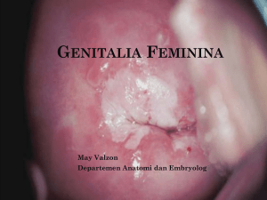 GENITALIA FEMININA
