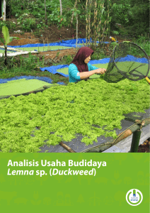 Analisis Usaha Budidaya Lemna sp. (Duckweed)