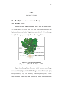 22 BAB II KAJIAN PUSTAKA 2.1 Brokoli (Brassica oleracea L. var