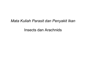 Insekta dan Aracnida