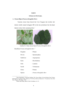 9 BAB II TINJAUAN PUSTAKA A. Cincau Hijau (Premna oblongifolia