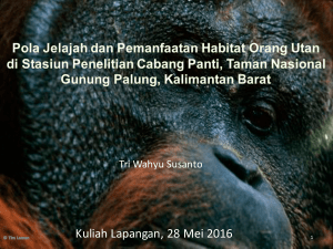 Pola jelajah dan pemanfaatan habitat orangutan