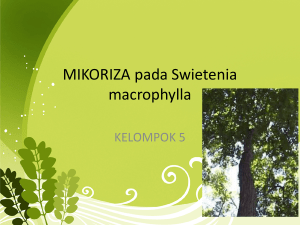 MIKORIZA pada Swietenia macrophylla