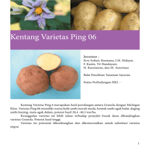 Kentang Varietas Ping 06