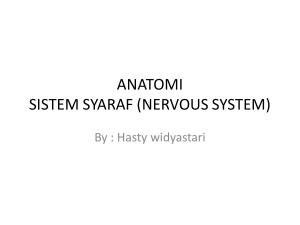 sistem syaraf (nervous system)