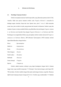 I. TINJAUAN PUSTAKA 2.1 Morfologi Tanaman Stroberi Stroberi