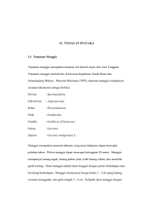 II. TINJAUAN PUSTAKA 2.1 Tanaman Manggis Tanaman manggis