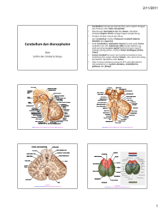 Cerebellum dan diencephalon