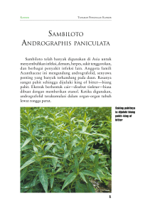 sambiloto andrographis paniculata