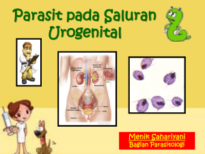 Parasit pada Saluran Urogenital