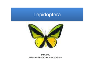 Lepidoptera - Direktori File UPI